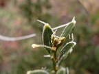 S1051836