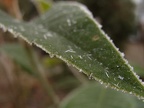 FROST