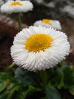 ein kalter Fruehling 20210421 P4210077
