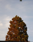 Sequoia