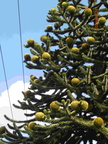 Araucaria