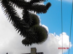 Araucaria 20220628 4