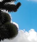 Araucaria 20220628 3