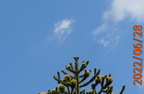 Araucaria 20220628 1