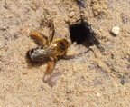 Bienen