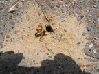 SANDBEE A hard-working mother 20230617 4288 P6170014