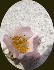 eine bewohnte Rose 20250530 2 2024