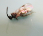 Ichneumon_Wasp
