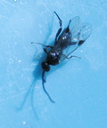 Ichneumon Wasp 5