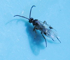 Ichneumon Wasp 7
